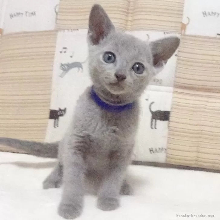 ID：2312-01041の子猫