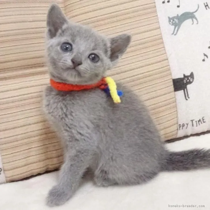 ID：2206-00748の子猫