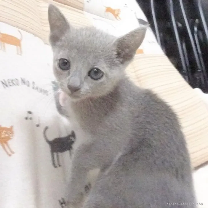 ID：2305-03245の子猫