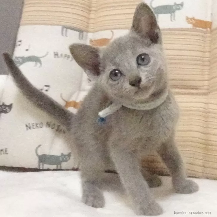 ID:2408-02935の子猫