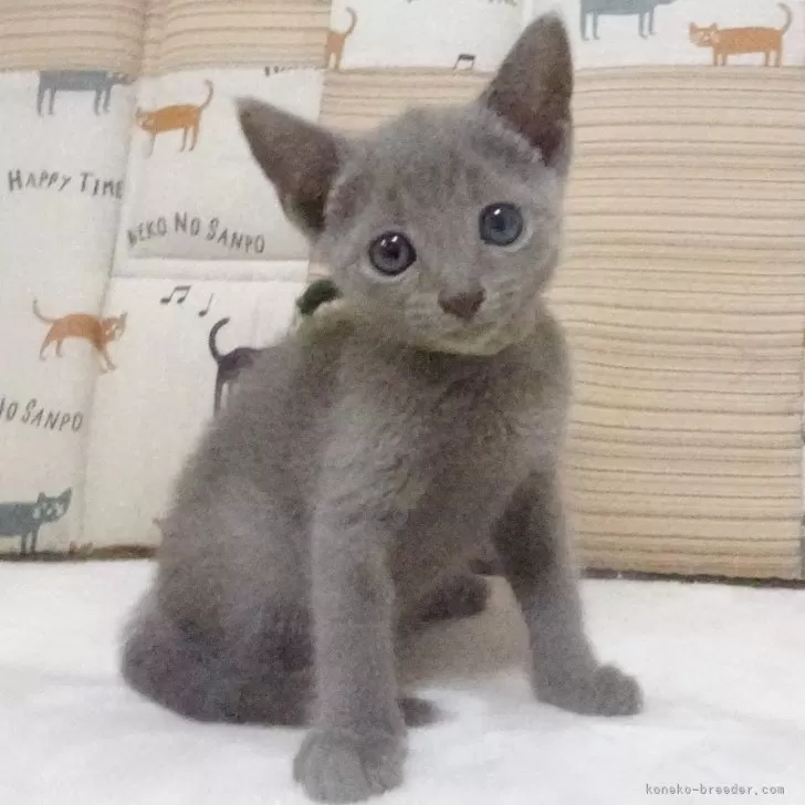 ID：2407-01406の子猫