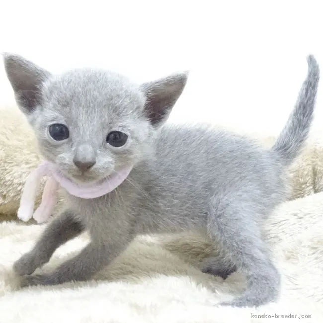 ID：2007-01234の子猫