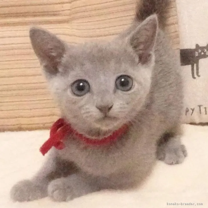 ID：2210-01264の子猫