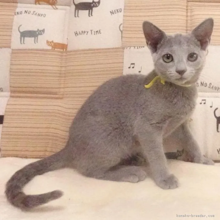 ID:2210-01259の子猫