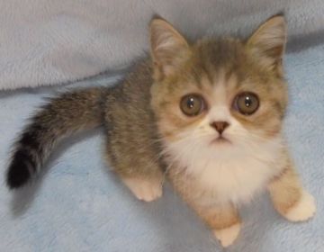 エキゾチックショートヘア【大阪府・女の子・2016年7月21日・ブラウンマッカレルタビー&ホワイト】の写真「パパ猫CFAチャンピオン」