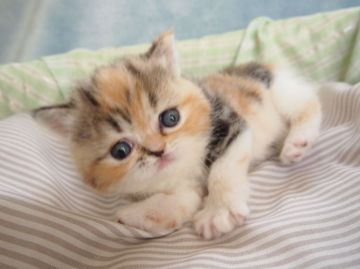 エキゾチックショートヘア【大阪府・女の子・2015年3月23日・キャリコ(ショート)】の写真「パパ猫CFAチャンピオン。」