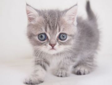 エキゾチックショートヘア【大阪府・男の子・2015年5月11日・ブルータビー(ショート)】の写真「パパ猫CFAチャンピオン。」