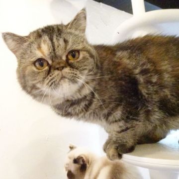 エキゾチックショートヘア【大阪府・女の子・2019年9月14日・ブラウンパッチドタビー】の写真「パパ猫ＣＦＡチャンピオン」