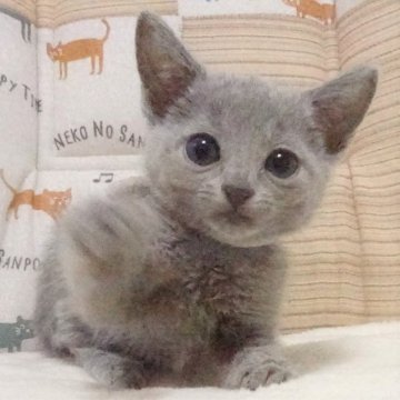 ロシアンブルー【大阪府・男の子・2023年6月19日・ブルー】の写真「パパ猫ママ猫ともにCFAチャンピオン。」