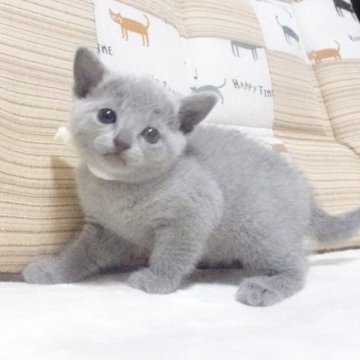 ロシアンブルー【大阪府・女の子・2023年3月18日・ブルー】の写真「パパ猫CFAグランドチャンピオンです。」