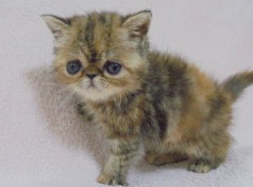 エキゾチックショートヘア【大阪府・女の子・2018年5月9日・ブラウンパッチドタビー】の写真「パパ猫ＣＦＡチャンピオンです。」