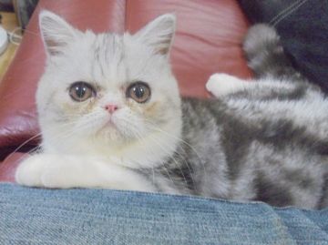 エキゾチックショートヘア【大阪府・男の子・2018年5月9日・シルバータビー&ホワイト】の写真「パパ猫ＣＦＡチャンピオン。」