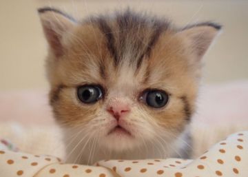 エキゾチックショートヘア【大阪府・女の子・2016年7月21日・ブラウンクラシックタビー&ホワイト】の写真「パパ猫CFAチャンピオン」