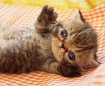 エキゾチックショートヘア【大阪府・男の子・2016年6月26日・ブラウンマッカレルタビー】の写真「ショータイプです、両親共にCFAチャンピオン」