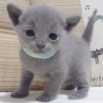 ロシアンブルー【大阪府・男の子・2024年5月5日・ブルー】の写真「パパ猫 CFAチャンピオン。」