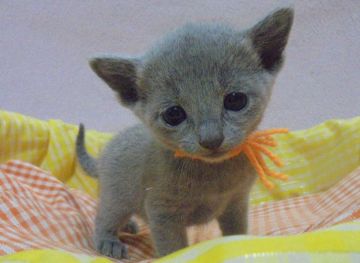 ロシアンブルー【大阪府・女の子・2017年11月4日・ブルー】の写真「パパ猫ＣＦＡグランドチャンピオン」