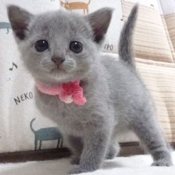 ロシアンブルー【大阪府・女の子・2022年3月27日・ブルー】の写真「パパ猫CFA グランドCH、ママ猫CFA CH」