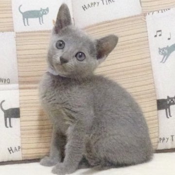 ロシアンブルー【大阪府・男の子・2023年4月12日・ブルー】の写真「パパCFAグランドチャンピオン、ママチャンピオン」