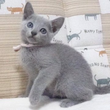 ロシアンブルー【大阪府・男の子・2023年9月4日・ブルー】の写真「パパCFAグランドチャンピオン、ママチャンピオン。」