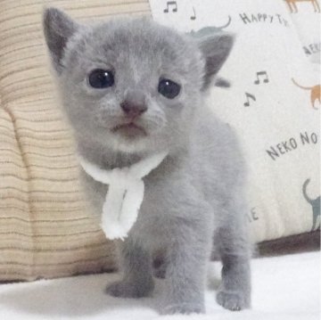 ロシアンブルー【大阪府・女の子・2024年5月4日・ブルー】の写真「パパ猫 CFAグランドチャンピオン。」