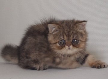 エキゾチックショートヘア【大阪府・男の子・2014年9月8日・ブラウンタビー(ショート)】の写真「パパ猫CFAチャンピオンです。」