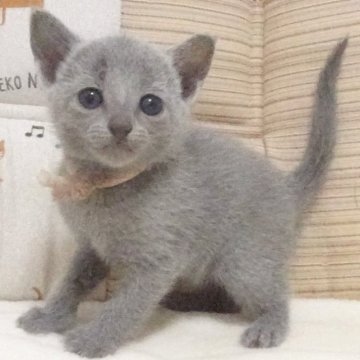 ロシアンブルー【大阪府・男の子・2023年7月13日・ブルー】の写真「パパ猫CFAグランドチャンピオンです」