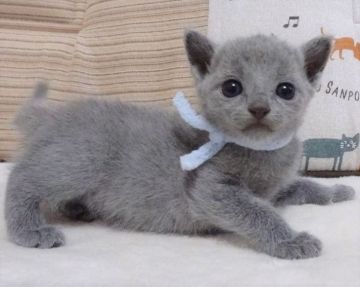 ロシアンブルー【大阪府・男の子・2021年5月5日・ブルー】の写真「パパ猫CFA グランドCH、ママ猫CFA CH。」