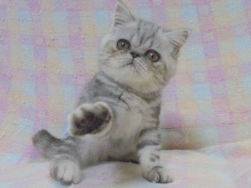 エキゾチックショートヘア【大阪府・男の子・2017年7月6日・シルバークラシックタビー】の写真「パパ猫ＣＦＡチャンピオン」
