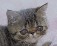 エキゾチックショートヘア【大阪府・男の子・2016年6月26日・ブラウンマッカレルタビー】の写真「ショータイプです、両親共にCFAチャンピオン」