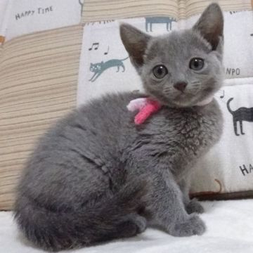 ロシアンブルー【大阪府・女の子・2022年1月11日・ブルー】の写真「パパ猫ＣＦＡチャンピオンです」
