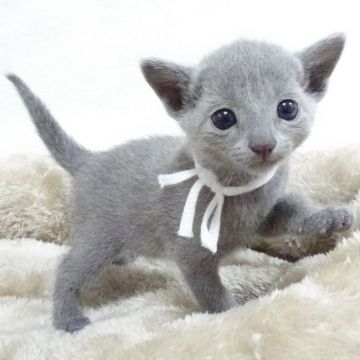 ロシアンブルー【大阪府・女の子・2020年8月12日・ブルー】の写真「パパ猫CFA グランドCH、ママ猫CFA CH」