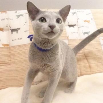 ロシアンブルー【大阪府・男の子・2022年4月11日・ブルー】の写真「パパ猫CFA グランドCH、ママ猫CFA CH」