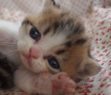 エキゾチックショートヘア【大阪府・男の子・2015年8月5日・ブラウンタビー&ホワイト(ショート)】の写真「パパ猫CFAチャンピオン。」