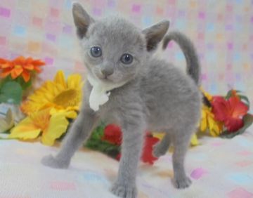 ロシアンブルー【大阪府・女の子・2017年7月12日・ブルー】の写真「パパ猫ＣＦＡグランドチャンピオン」