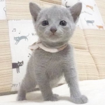 ロシアンブルー【大阪府・男の子・2023年4月28日・ブルー】の写真「パパ猫ママ猫ともにCFAチャンピオン。」