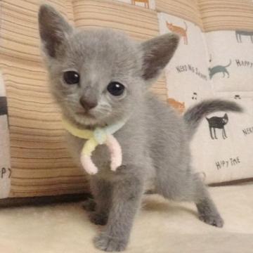 ロシアンブルー【大阪府・女の子・2022年8月18日・ブルー】の写真「パパ猫CFA グランドCH、ママ猫CFA CH」