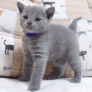 ロシアンブルー【大阪府・男の子・2022年3月5日・ブルー】の写真「パパ猫ＣＦＡチャンピオンです」