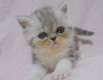 エキゾチックショートヘア【大阪府・男の子・2016年10月25日・シルバータビー&ホワイト】の写真「パパ猫CFAチャンピオン」