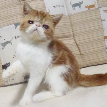 エキゾチックショートヘア【大阪府・男の子・2024年5月24日・レッドタビー&ホワイト】の写真「パパ猫ＣＦＡチャンピオンです」