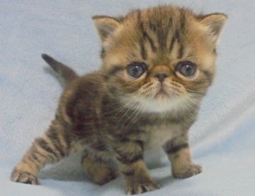 エキゾチックショートヘア【大阪府・男の子・2017年2月24日・ブラウンタビー(ショート)】の写真「パパ猫CFAチャンピオン」