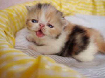 エキゾチックショートヘア【大阪府・女の子・2014年9月24日・キャリコ(ショート)】の写真「パパ猫・ママ猫ともにCFAチャンピオンです。」