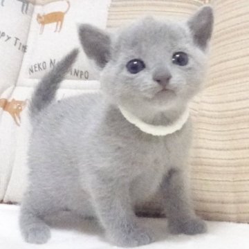 ロシアンブルー【大阪府・女の子・2023年2月22日・ブルー】の写真「パパ猫CFAグランドチャンピオンです。」