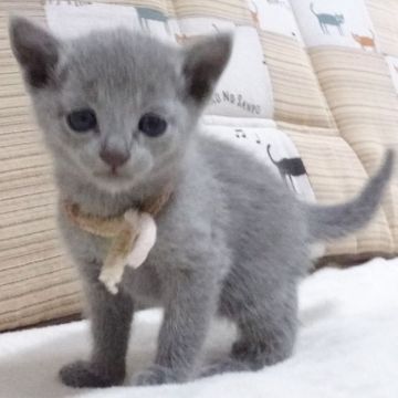 ロシアンブルー【大阪府・男の子・2022年4月15日・ブルー】の写真「パパ猫CFA グランドCH、ママ猫CFA CH」