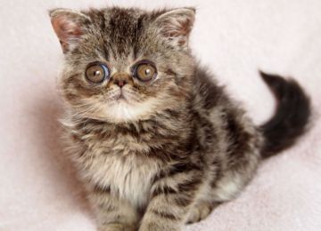 エキゾチックショートヘア【大阪府・男の子・2016年2月1日・ブラウンタビー】の写真「パパ･ママ共にCFAチャンピオン」