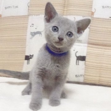 ロシアンブルー【大阪府・男の子・2023年11月6日・ブルー】の写真「パパ猫、CFAチャンピオン」