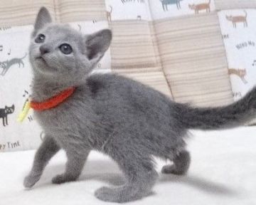ロシアンブルー【大阪府・女の子・2021年9月14日・ブルー】の写真「パパ猫CFA グランドCH、ママ猫CFA CH」