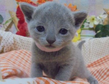 ロシアンブルー【大阪府・女の子・2017年9月27日・ブルー】の写真「パパ猫ＣＦＡチャンピオン」