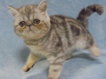 エキゾチックショートヘア【大阪府・男の子・2018年7月10日・シルバークラシックタビー】の写真「両親共にＣＦＡチャンピオンです。」