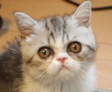 エキゾチックショートヘア【大阪府・男の子・2016年1月15日・シルバータビー&ホワイト（ふわふわな柔らかい毛）】の写真「パパ猫CFAチャンピオン」