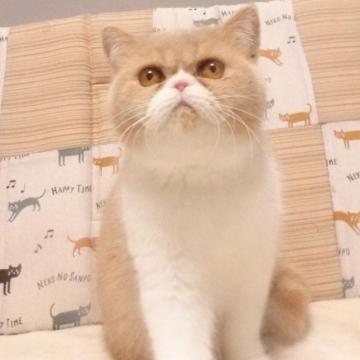 エキゾチックショートヘア【大阪府・男の子・2022年5月4日・クリーム&ホワイト】の写真「パパ猫ＣＦＡチャンピオンです。」